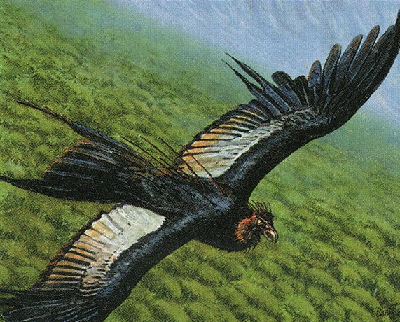 Skyshroud Condor