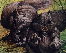 Acorn Harvest
