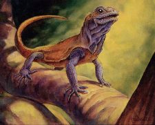 Basking Rootwalla