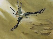 Cloudchaser Kestrel