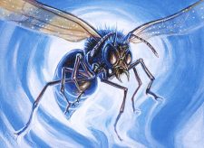 Giant Dustwasp