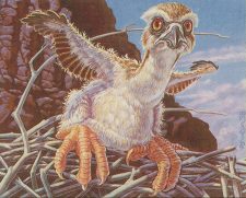 Fledgling Osprey
