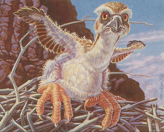 Fledgling Osprey