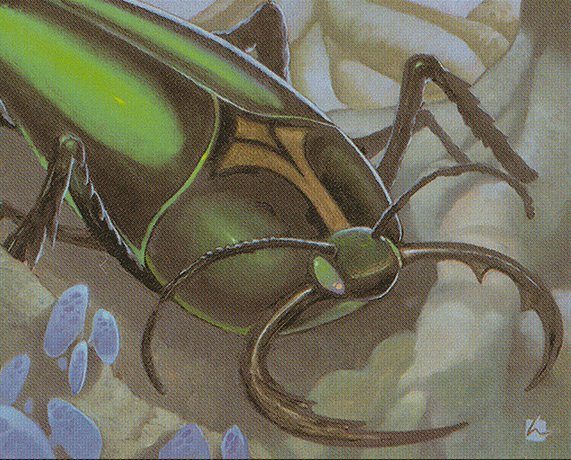Goliath Beetle