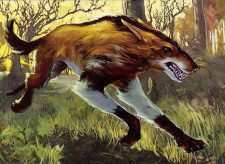 Wild Mongrel