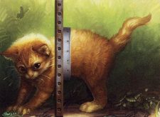 Adorable Kitten