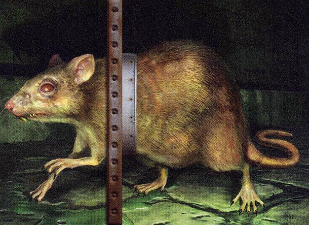Dirty Rat