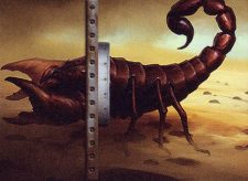 Stinging Scorpion