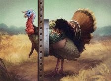 Strutting Turkey