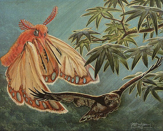 Hawkeater Moth