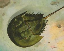 Horseshoe Crab