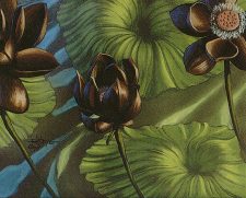 Lotus Blossom