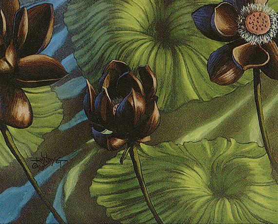 Lotus Blossom