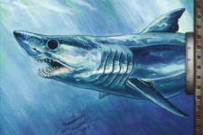 Half-Shark, Half-