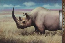 Rhino-