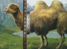 Shaggy Camel
