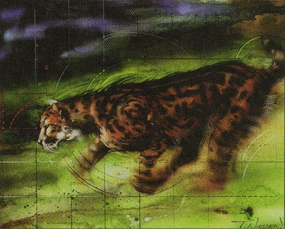 King Cheetah