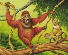 Uktabi Orangutan