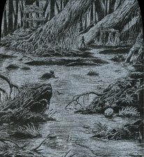 Swamp