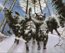 Arctic Wolves