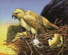 Roc Hatchling