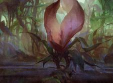 Swamp