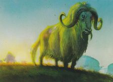 Pillarfield Ox