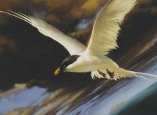 Welkin Tern